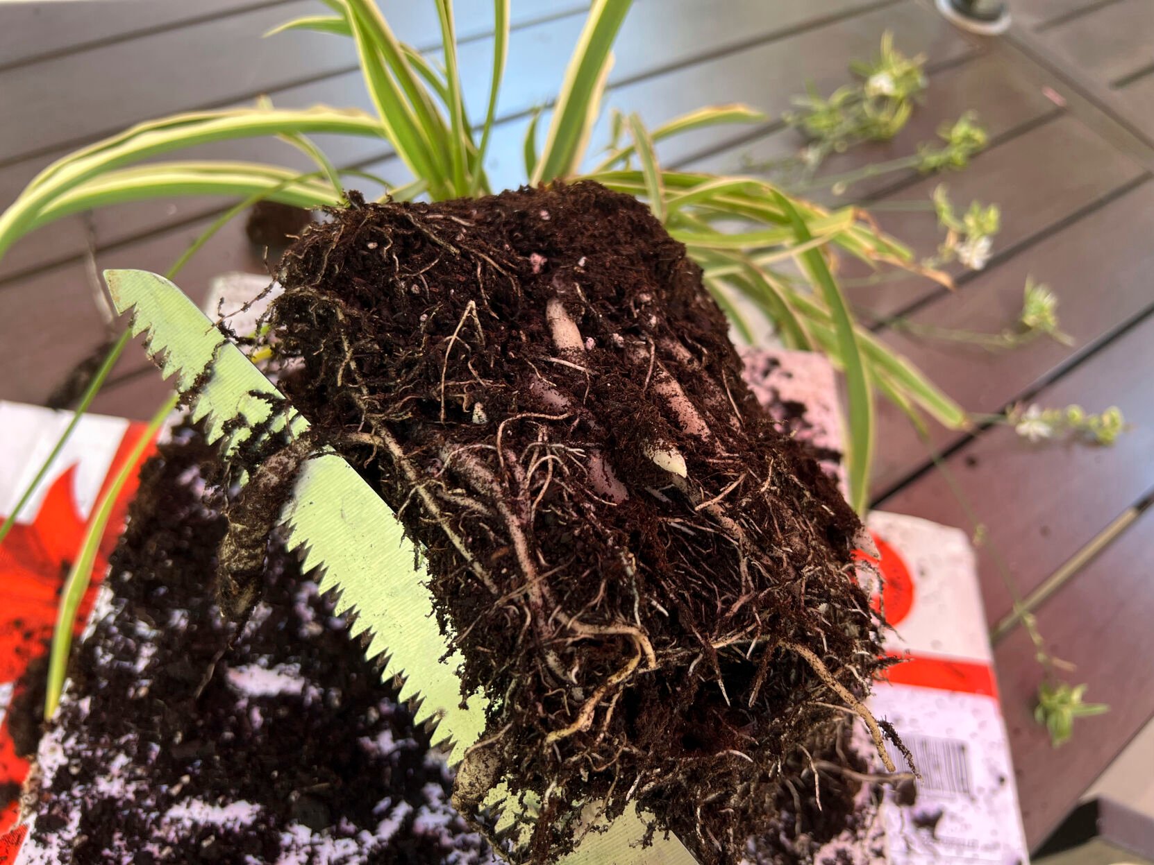 Spider plant